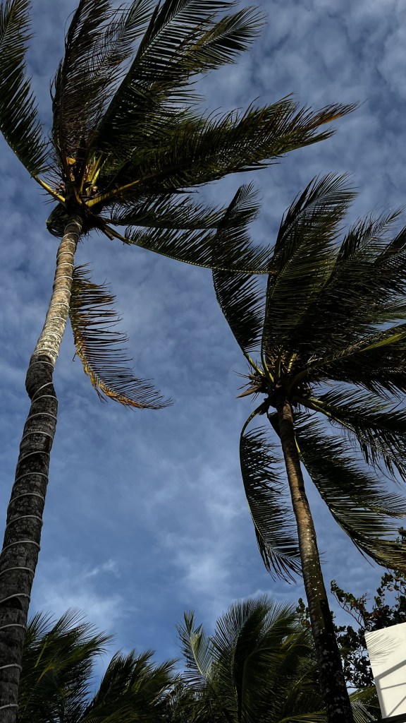 Two trees getting swayed by strong wind in Boracay in the morning.