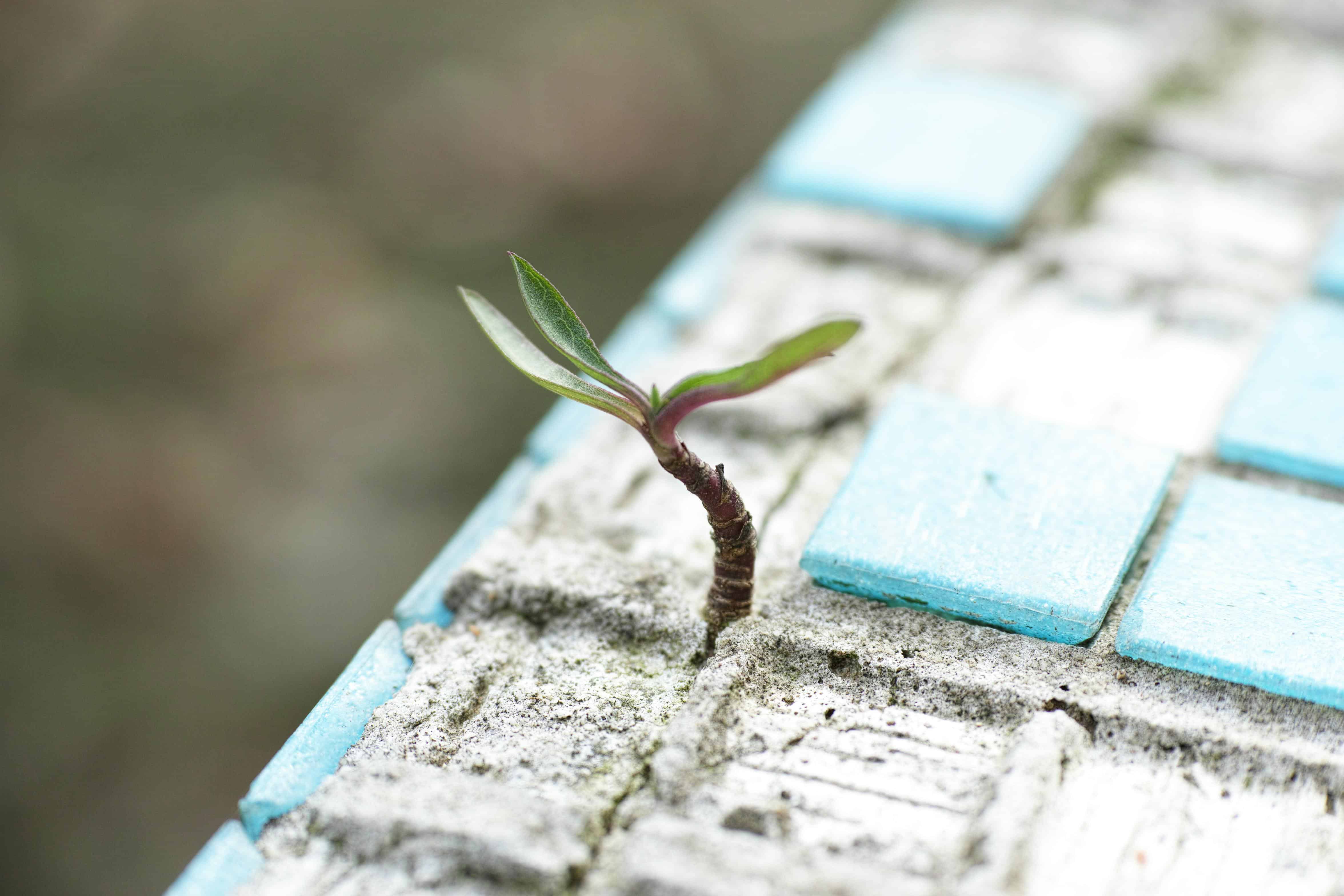 A small plant sprouting through cracked tiles, symbolizing resilience and growth through resistance